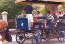Horse Drawn Carriage Tour of Charleston